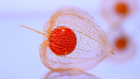 うつろいてなお（３枚）