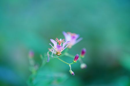 ホトトギス(３枚)