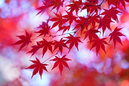 秋燃ゆる（３枚）