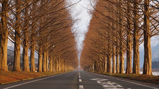 マキノのメタセコイア並木