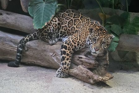 那須どうぶつ王国のジャガー