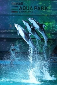 ドルフィンパフォーマンス@マクセル アクアパーク品川