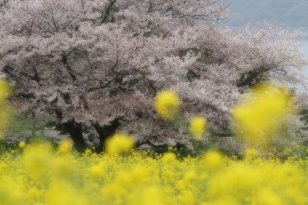 はじめての一眼～能古島で桜と菜の花撮影を楽しむ～