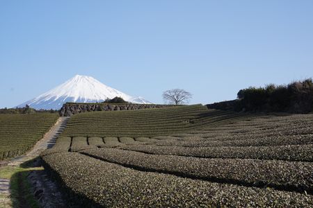 富士山&茶畑