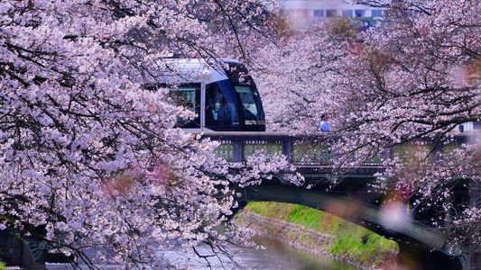 今年も松川の春を愉しむ