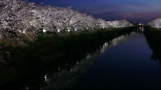 下条川で夜桜