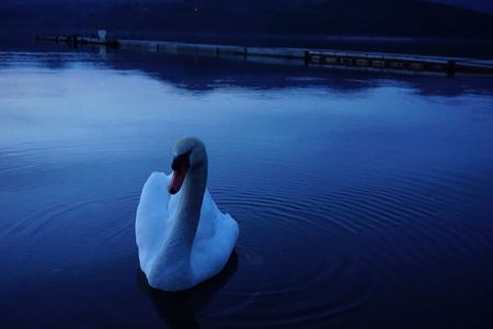 Swan in Blue Yamanakako