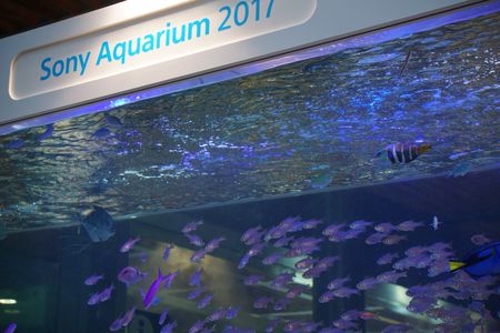 Sony Aquarium 2017へ行きました。