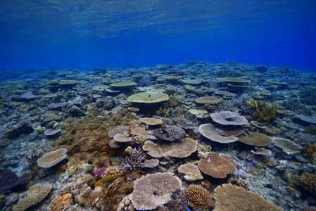 渡嘉敷のサンゴ礁