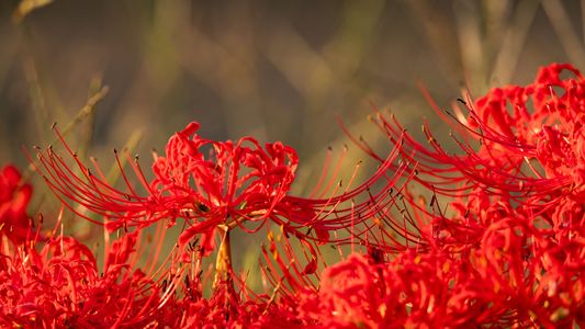 夕日に照らされて　ー曼珠沙華ー