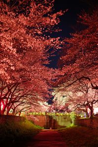 夜桜に魅せられて