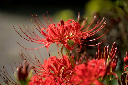 秋の訪れを告げる花