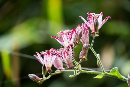 愛らしい形に惹かれて