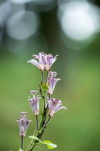 不思議で可愛い花