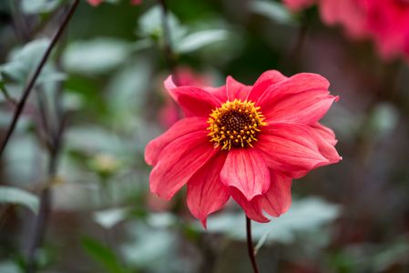 さわやかに咲いて