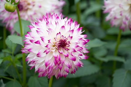 白い貴婦人のように