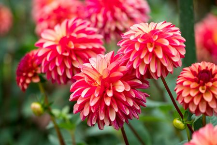 お洒落に咲いて