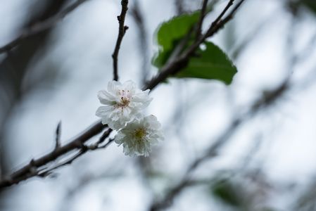 やさしく咲いて