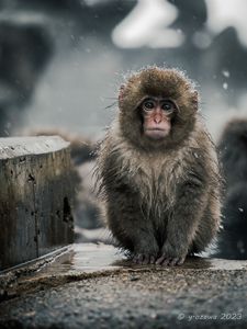 SNOW MONKEY