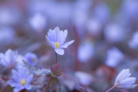 幸せになる（雪割一華の花言葉）