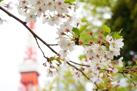 東京タワーの桜