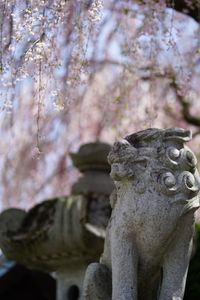 名残の桜に見惚れる狛犬