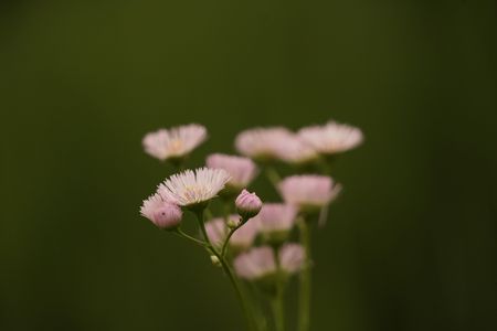 早朝散歩（初夏②）