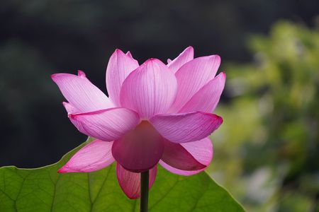 早朝散歩（仲夏）