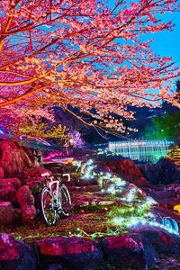 夜桜お八2019