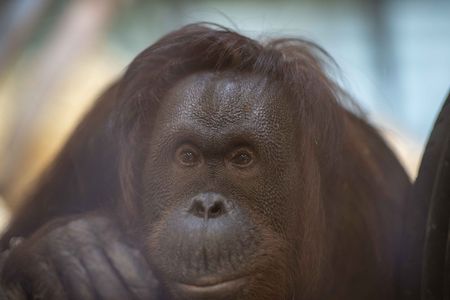 ドーネのお嫁入り