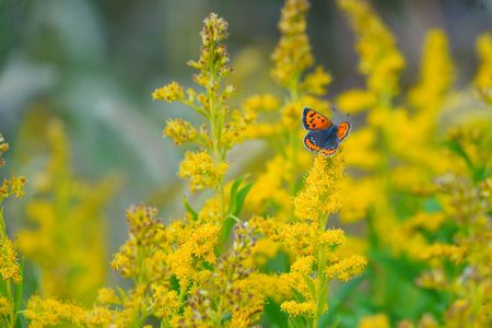 可愛い蝶々に会いました