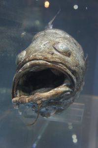 深海魚の顔！