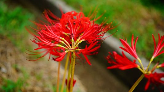 小彼岸花・・・彼岸花はまだ開花してない。