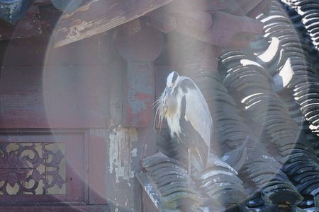 αでウォーキング