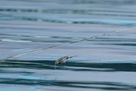 αでウォーキング