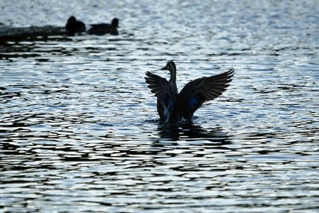 αでウォーキング