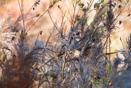 αでウォーキング