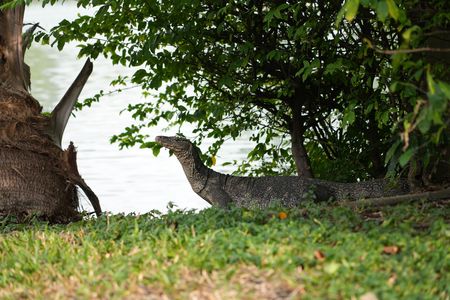 バンコク・ルンピニ公園の…ミズオオトカゲ