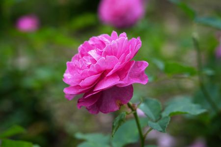 久し振りの植物園…バラの香りに包まれて