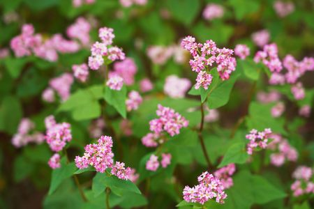 赤蕎麦の…花