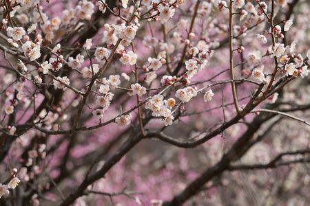 春の香り…梅開花