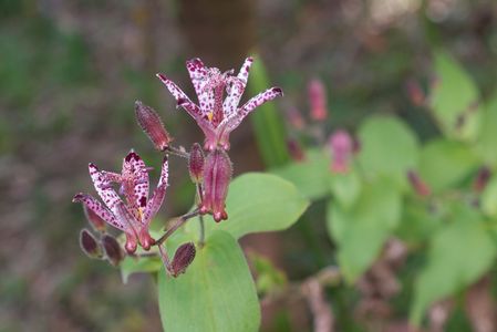 今年…この花にハマってます