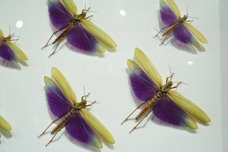 Colorful locusts