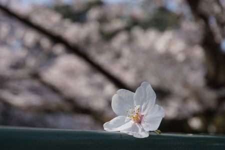 春・・・桜