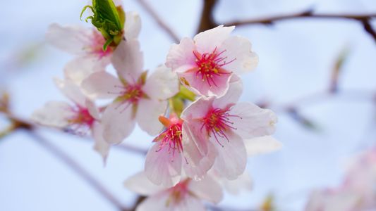 鎌倉で桜みっけ