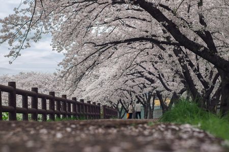 桜堤