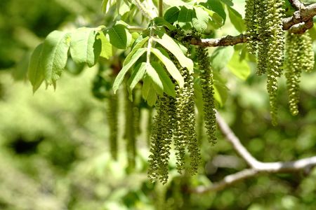 オニグルミ〜雄花と雌花