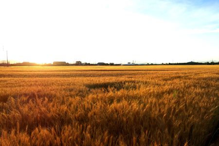 夕日に輝く麦畑