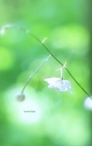 六甲高山植物園にて〜