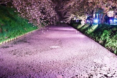 弘前公園 夜の花筏